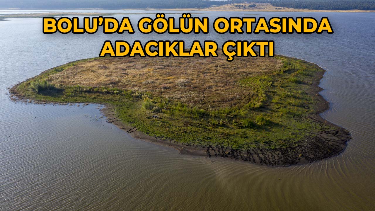 Bolu’da Gölde Ortaya Çıkan Adacıklar İneklerin Otlağı Oldu