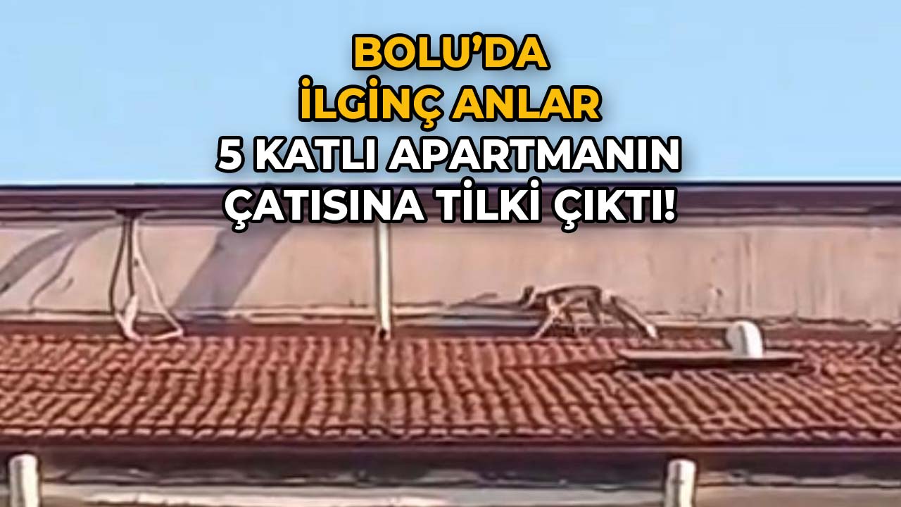 Bolu’da İlginç Anlar 5 Katlı Apartmanın Çatısında Tilki Görüldü