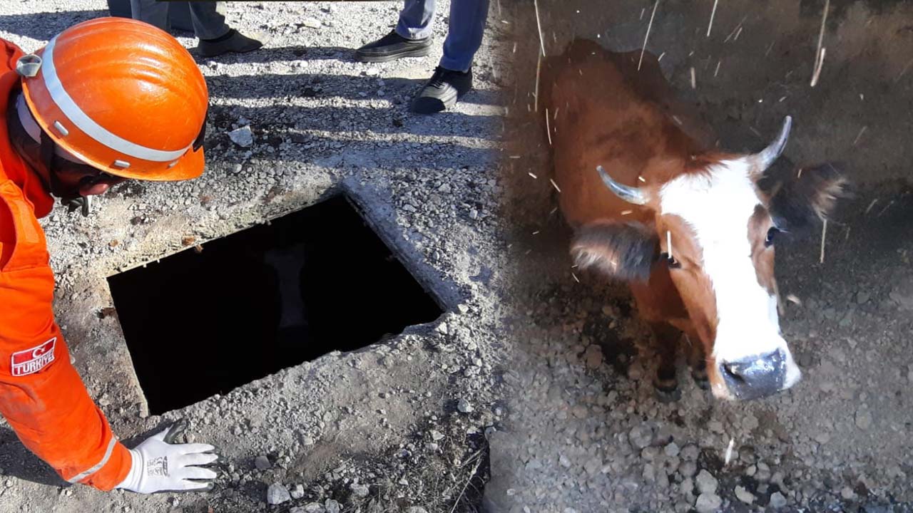 Bolu'da İnek Kuyuya Düştü Ekipler Seferber Oldu
