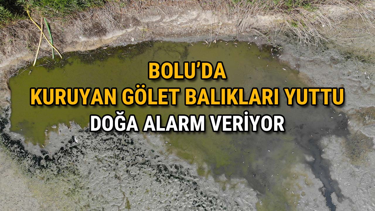 Bolu'da Kuruyan Gölet Balıkları Yuttu Doğa Alarm Veriyor