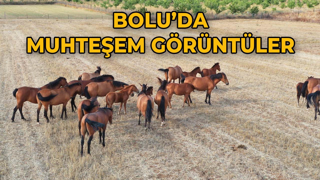 Bolu’da Muhteşem Görüntüler At Yaylası’nda Sürüler Halinde Yılkı Atları
