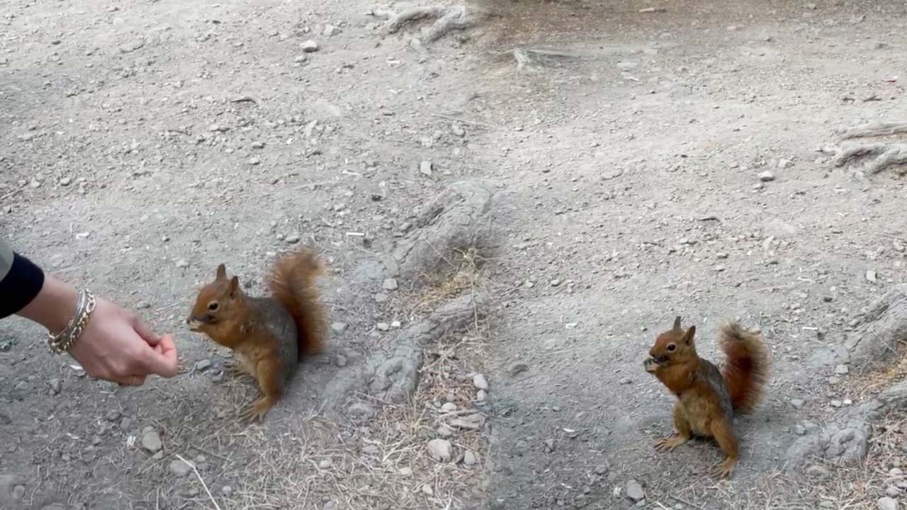 Bolu’da Piknik Masasında Yaşananlar Görenleri3