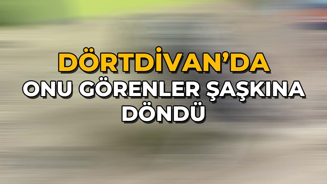 Dörtdivan'da Görenler Şaşkına Döndü