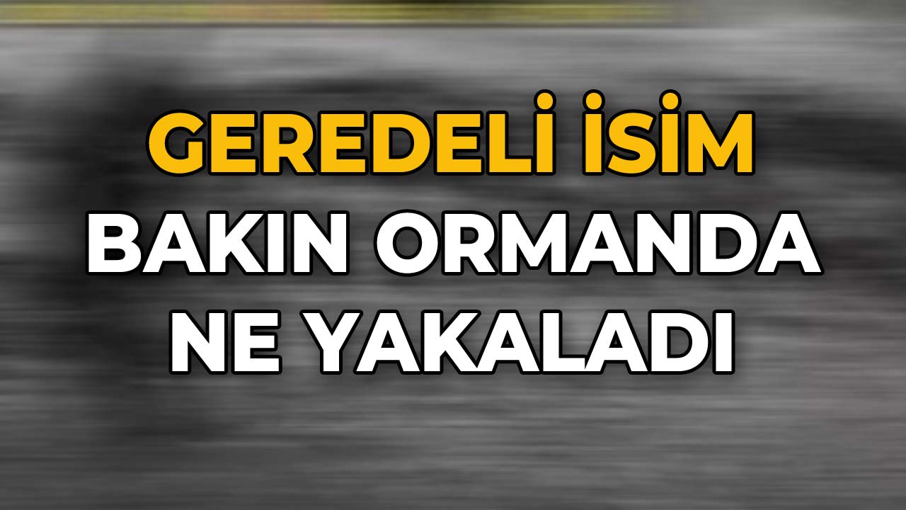 Geredeli İsim Bakın Ormanda Ne Yakaladı