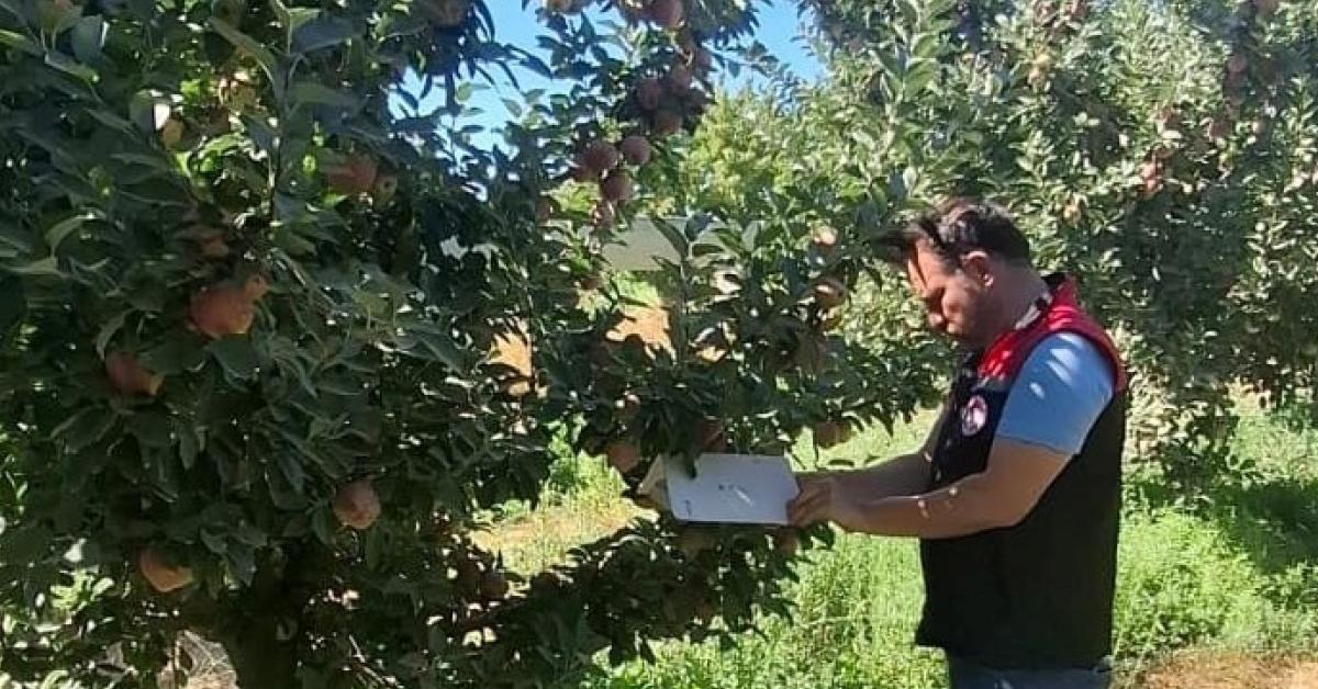 amasyada meyve zararlilariyla mucadele devam ediyor BF4CTxf7.jpg