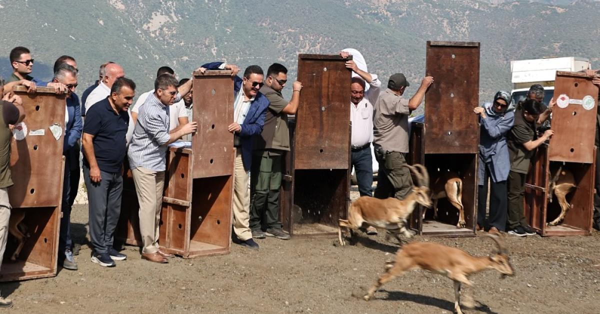 amasyada yaban kecileri dogaya birakildi NGzpVx3m.jpg