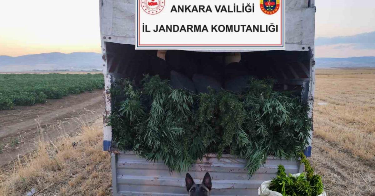 ankara sincanda 3 kilogram esrar ve 86 kok skunk ele gecirildi npfuMHJY.jpg
