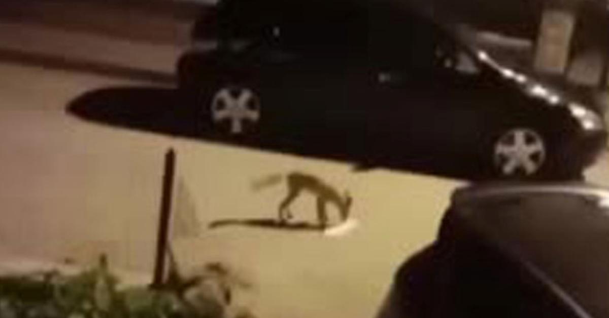 ankara sincanda ac kalan tilki sokaklarda yemek aradi vVd4zy3X.jpg