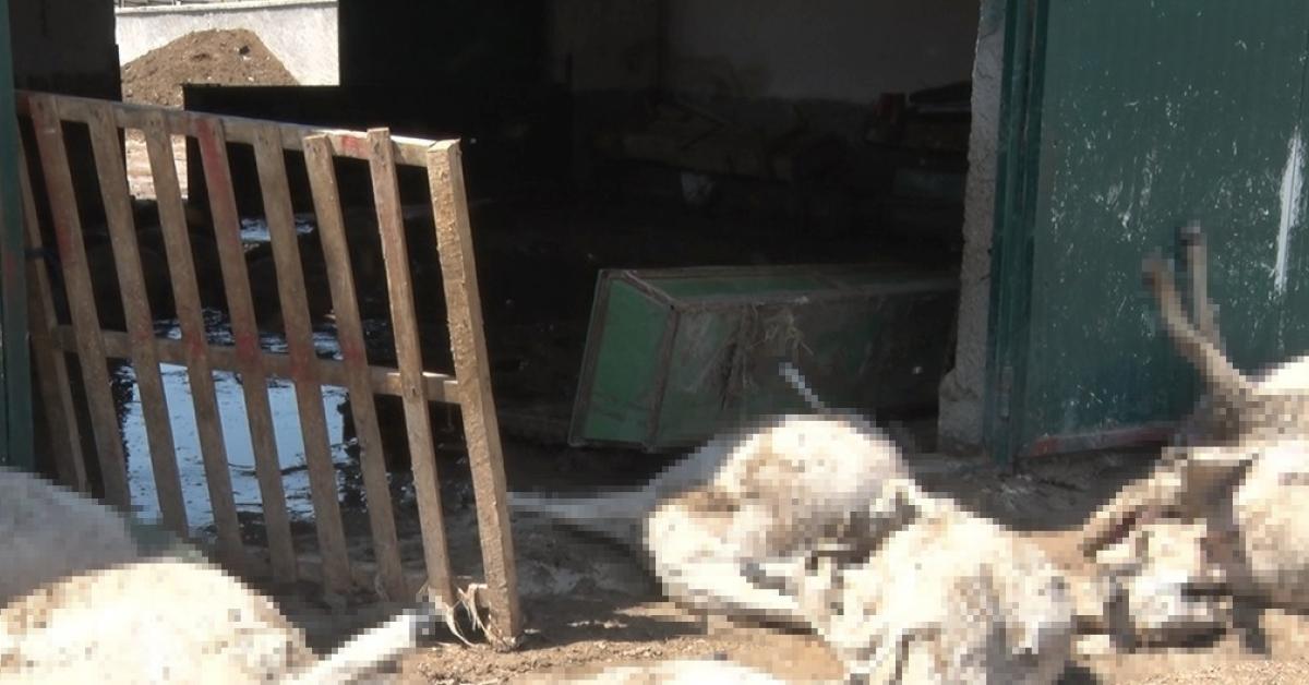 ankaranin bala ilcesinde sel felaketi 25 hayvan oldu mEjZLMOV.jpg