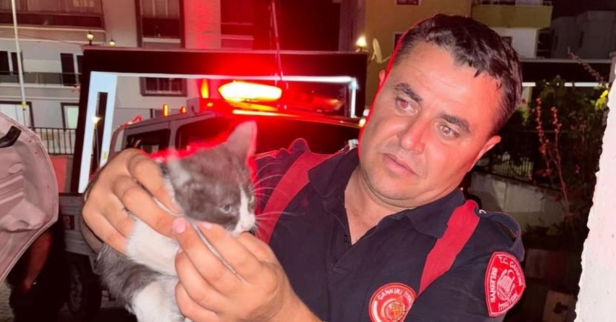 cankirida yavru kedi otomobilin motor kisminda sikisti ZYKcMucO.jpg
