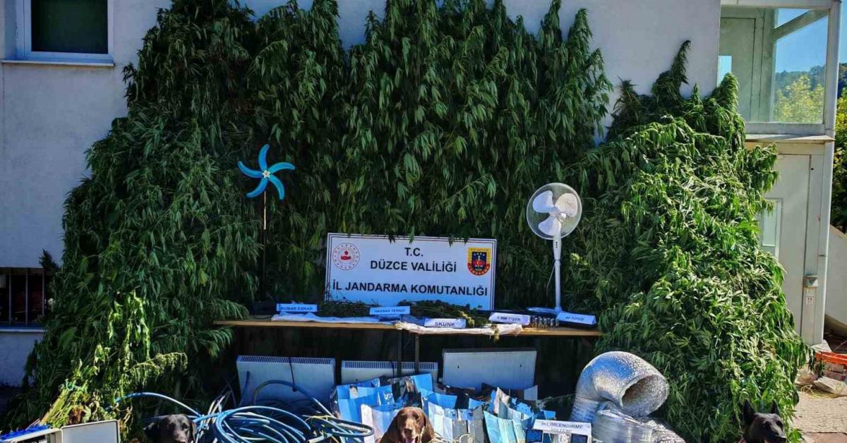 duzcede yasa disi kenevir ekimi operasyonu CXgSycJ8.jpg
