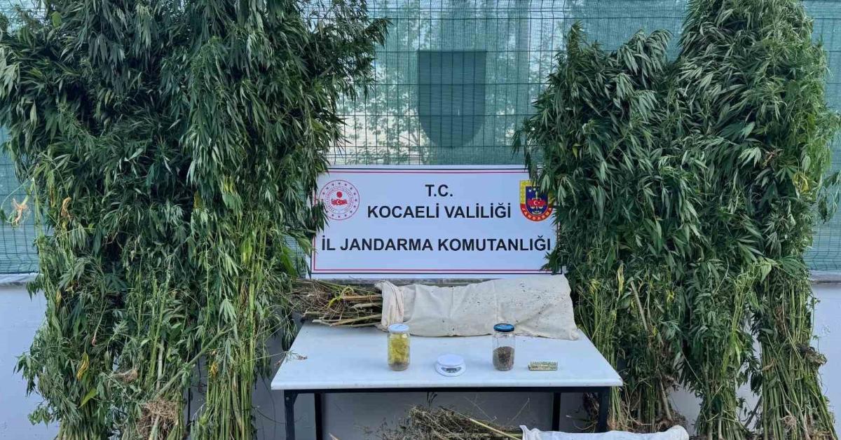 izmitte 12 kilo esrar ve 583 kok kenevir ele gecirildi EUKbUa13.jpg