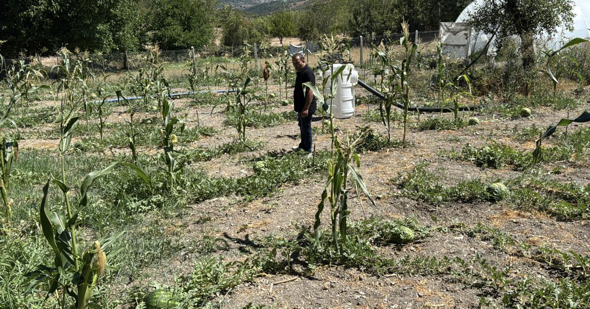 karabuk eflanide karpuz hasadi etkinligi gerceklesti eqRNBgg8.jpg
