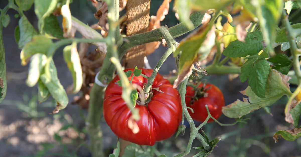 safranboluda cografi isaretli hazinesinin hasadi basladi cD3fEKT7.jpg