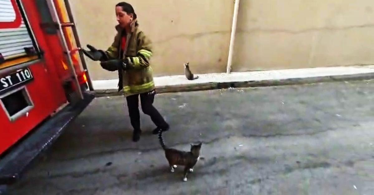 safranboluda kedinin balkon macerasi itfaiye kurtardi fMP5OTx8.jpg