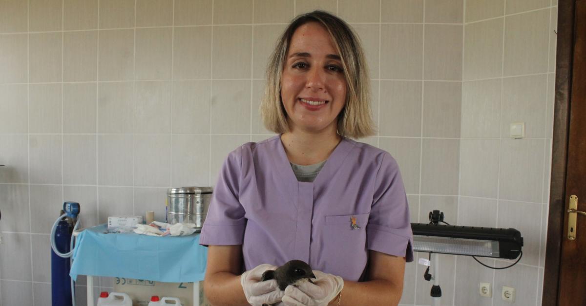 samsun bafrada yarali bulunan ak karinli ebabil kusu tedavi ediliyor 4IFRausy.jpg