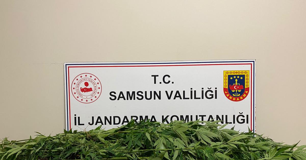 samsun terme kenevir ekimi yapan supheli yakalandi gSyf5dFO.jpg