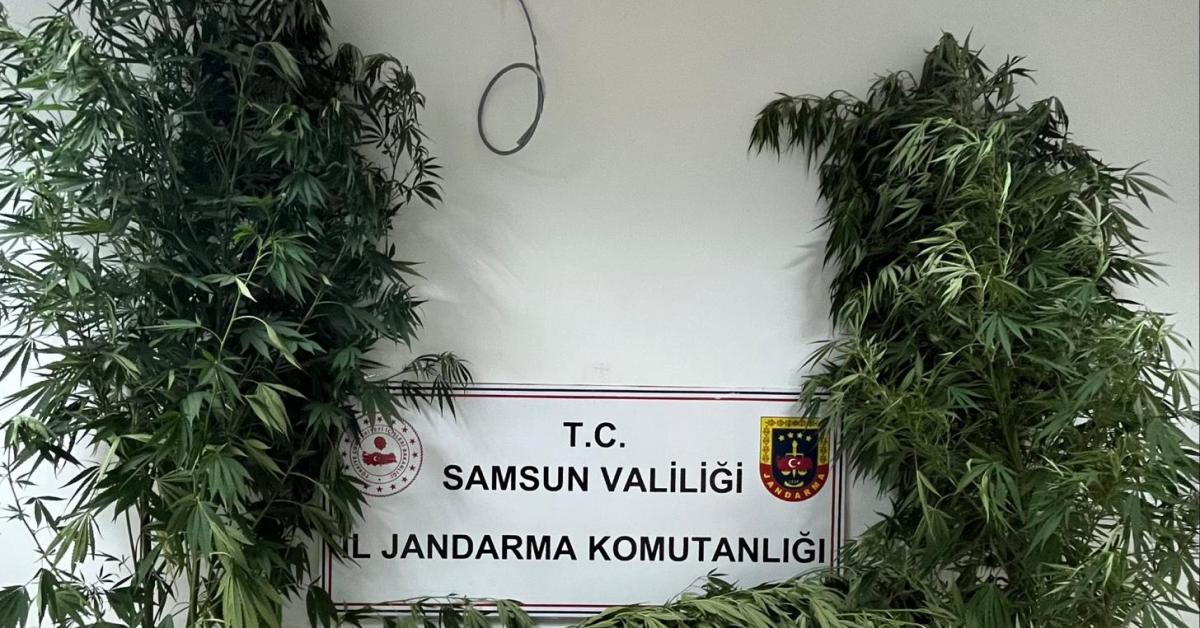 samsunda 1 kilo 354 gram esrar ve 9 kok kenevir ele gecirildi yDwyGbqg.jpg