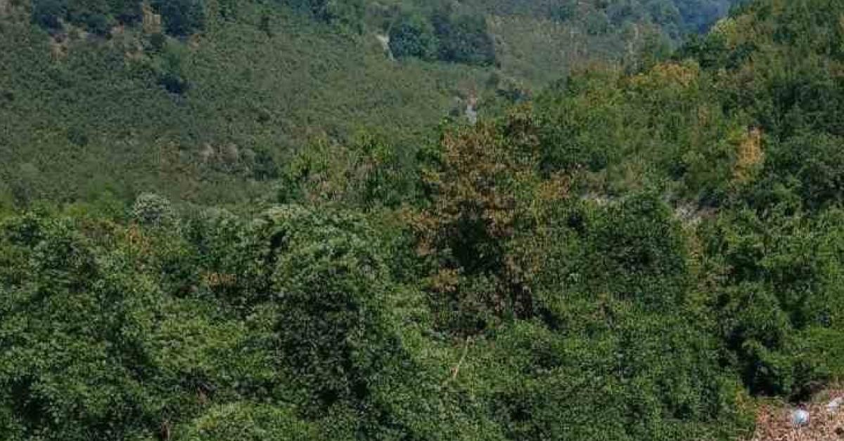 zonguldak alaplida cevre kirliligi sorunu q5lKEneu.jpg