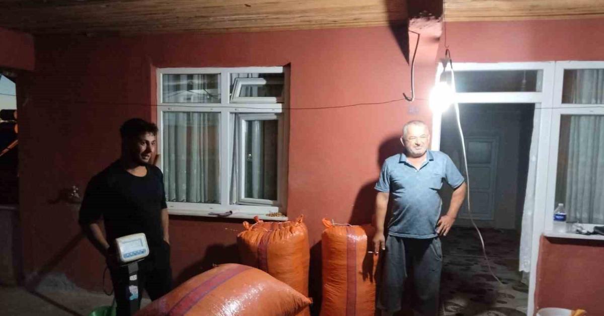 zonguldak alaplida yilin ilk findigi toplandi akRjuc5n.jpg