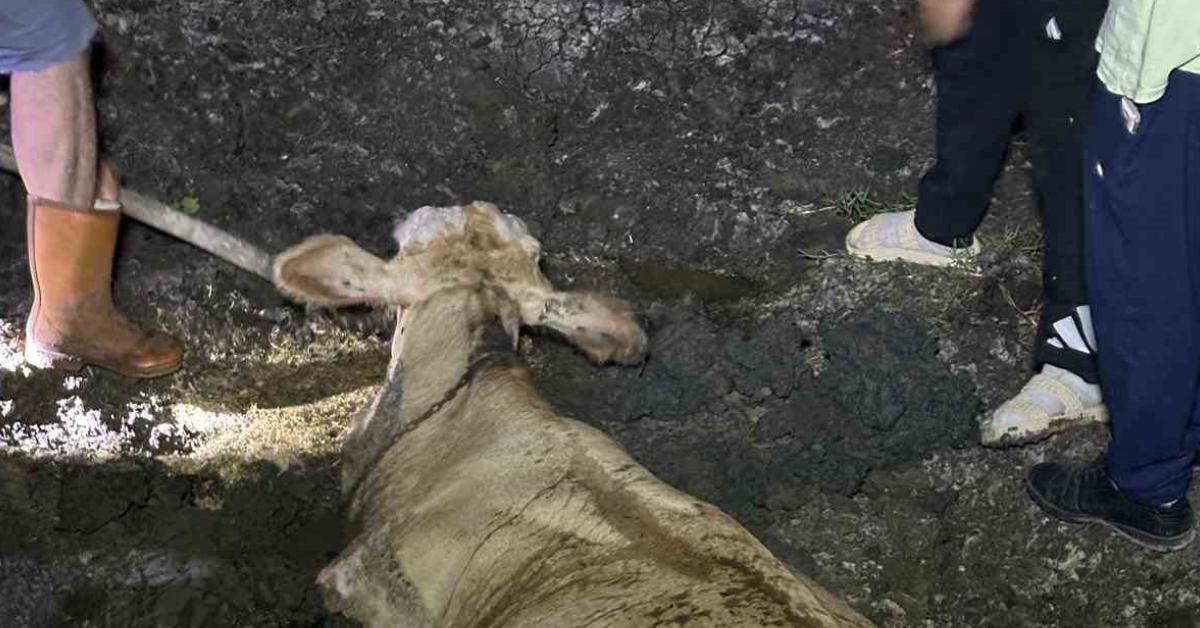 zonguldak kaybolan inek camura saplanmis halde bulundu MVkKEN94.jpg