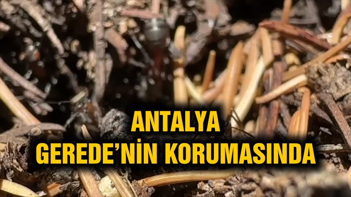 ANT