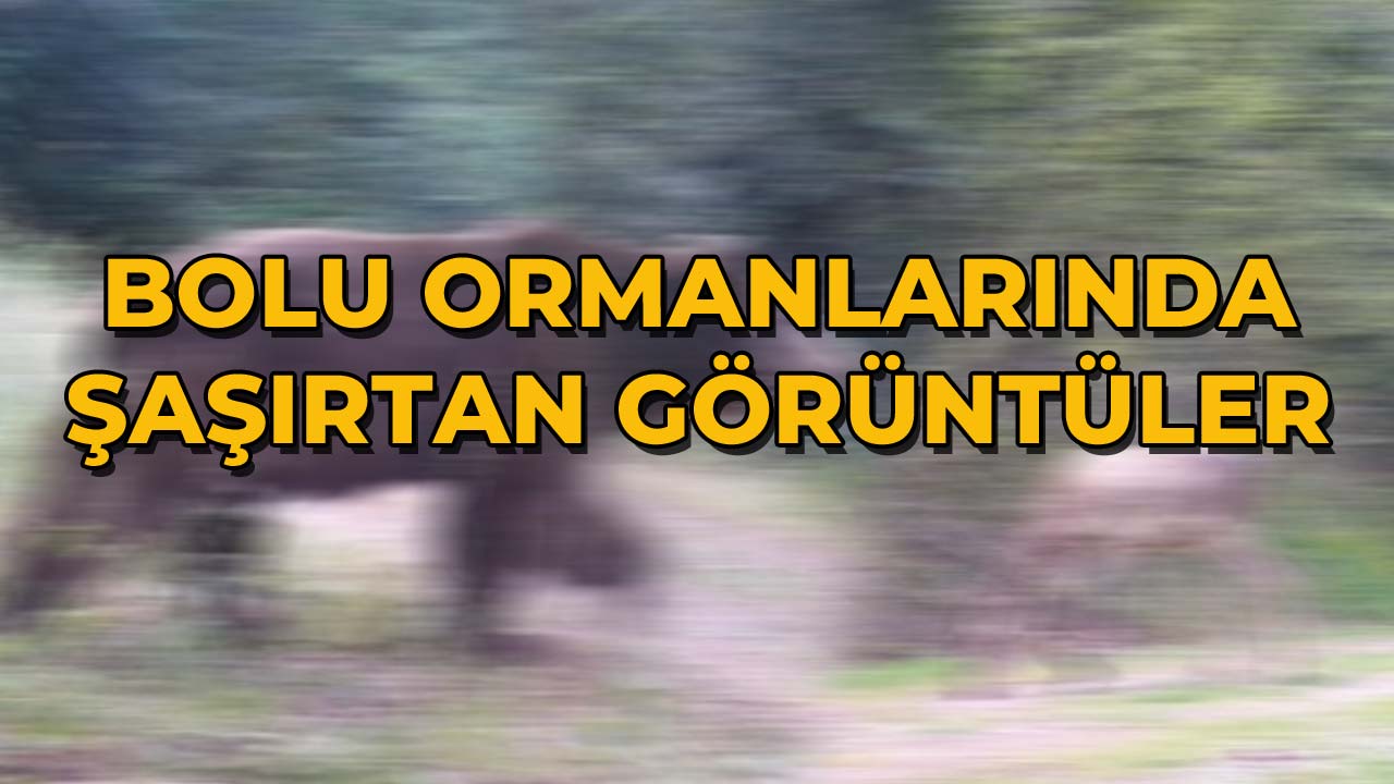 Bolu Ormanlarında Şaşırtan Görüntüler