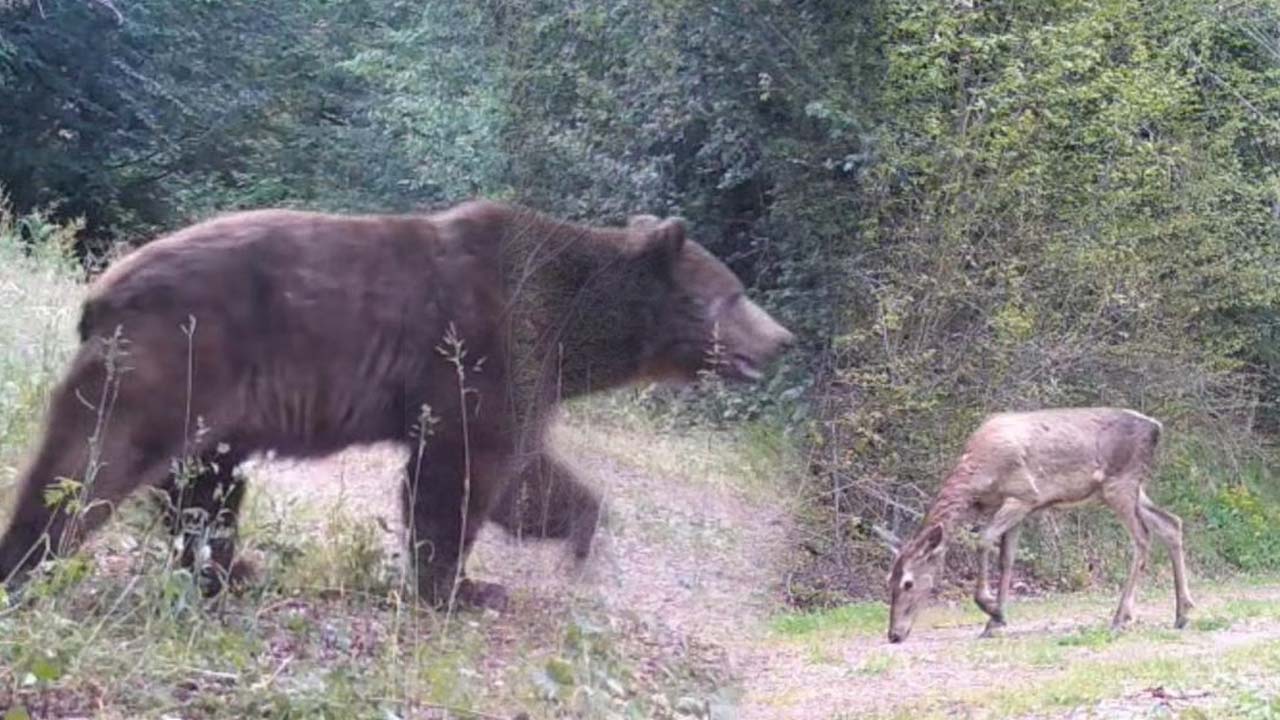 Bolu Ormanlarında Şaşırtan Görüntüler2