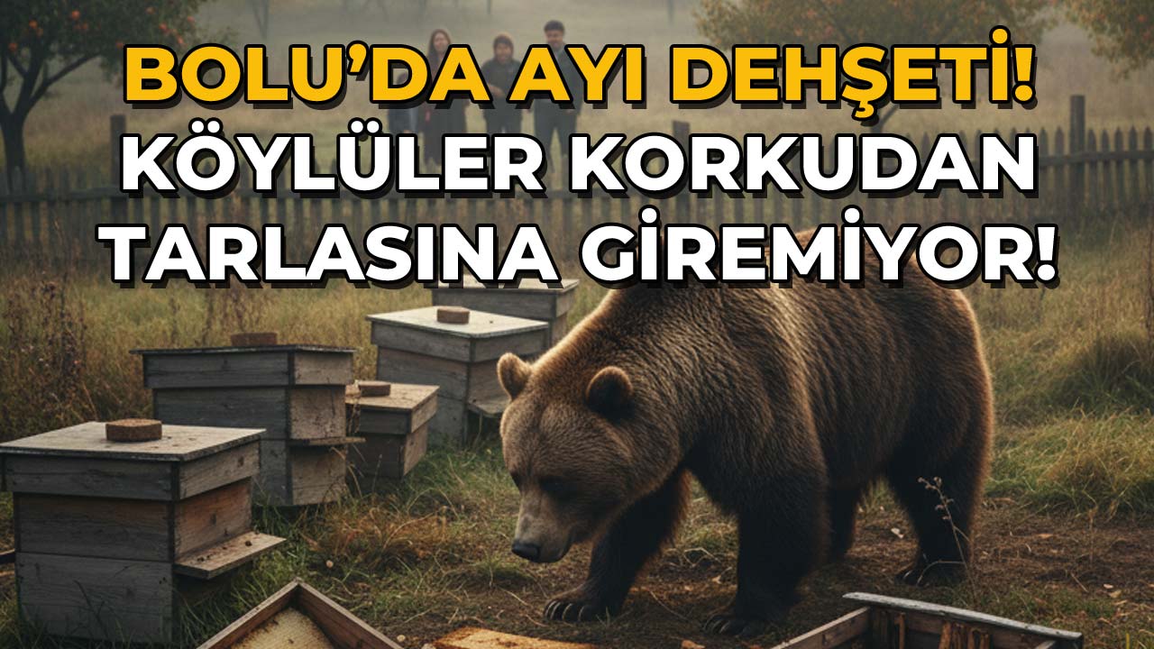 Bolu’da Ayı Dehşeti! Köylüler