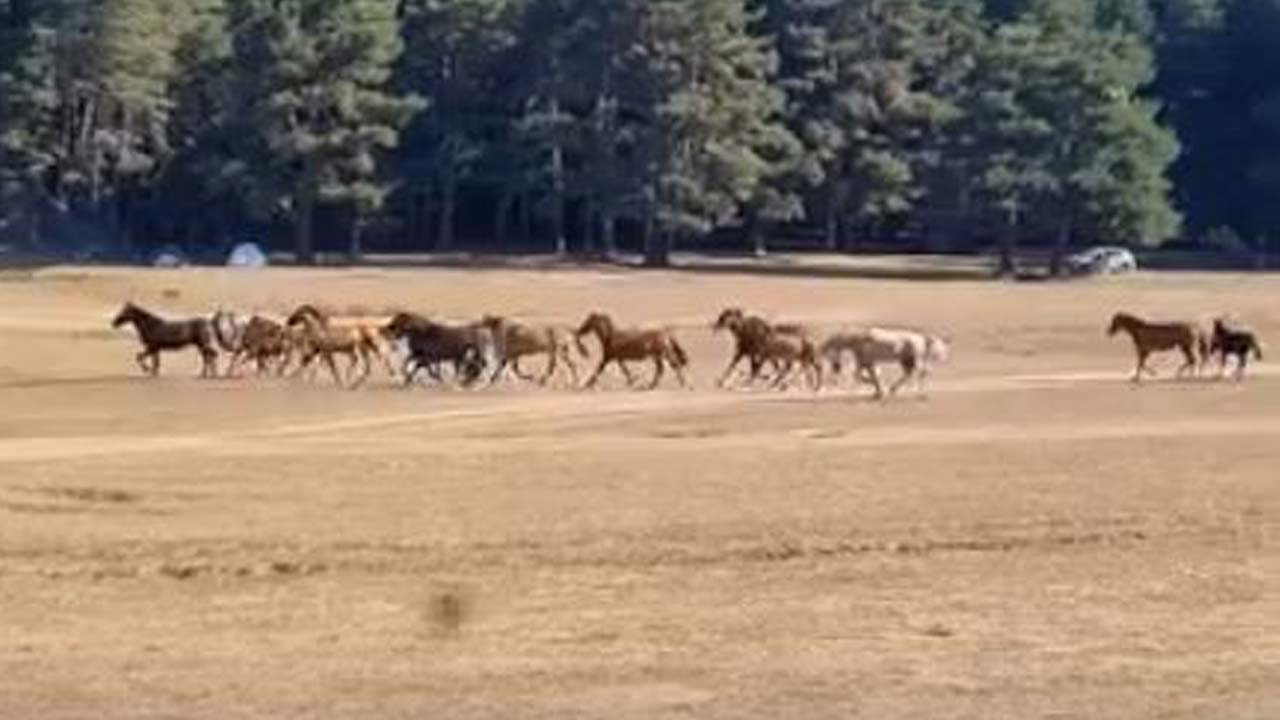 Bolu’da Korku Dolu Anlar! Sürüye Kurt Saldırdı2