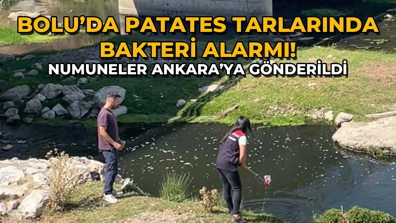Bolu’da Patates Tarlalarında Bakteri Alarmı