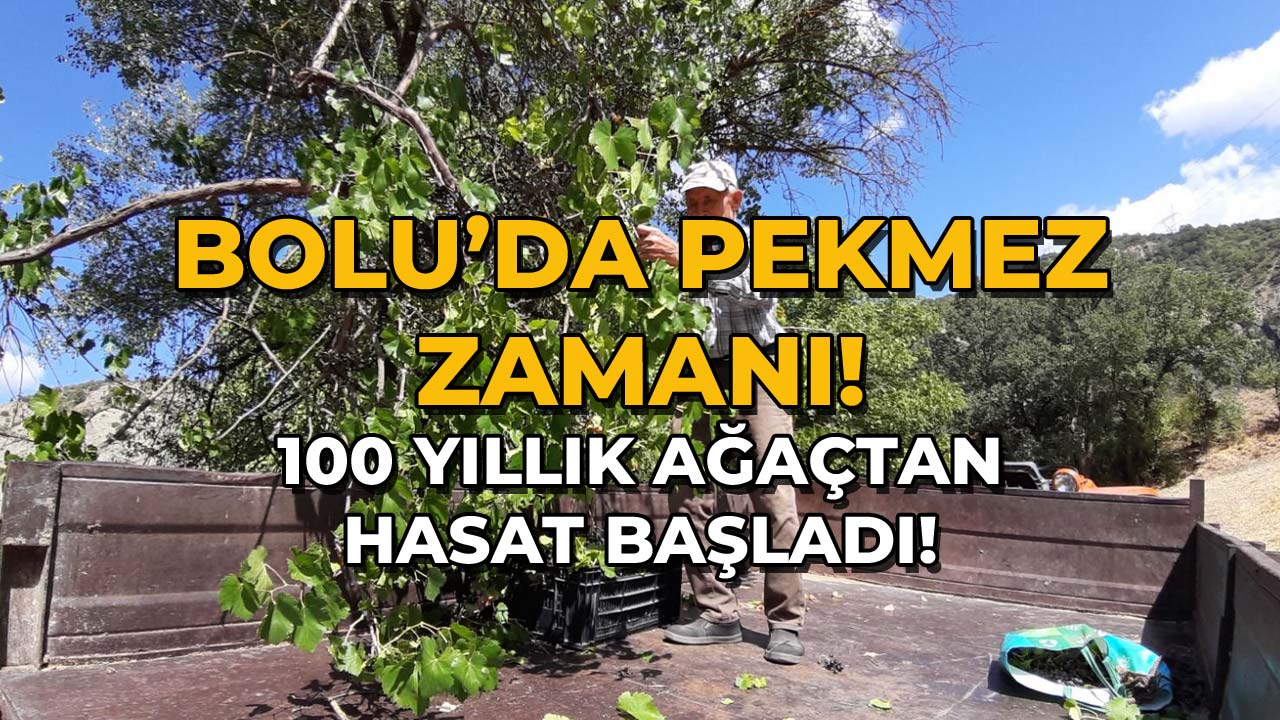 Bolu’da Pekmez Zamanı!