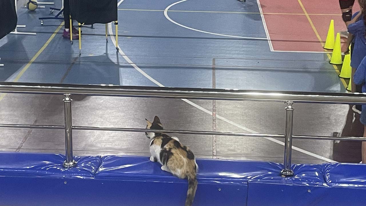 Bolu’da Salona Giren Beklenmedik Misafir
