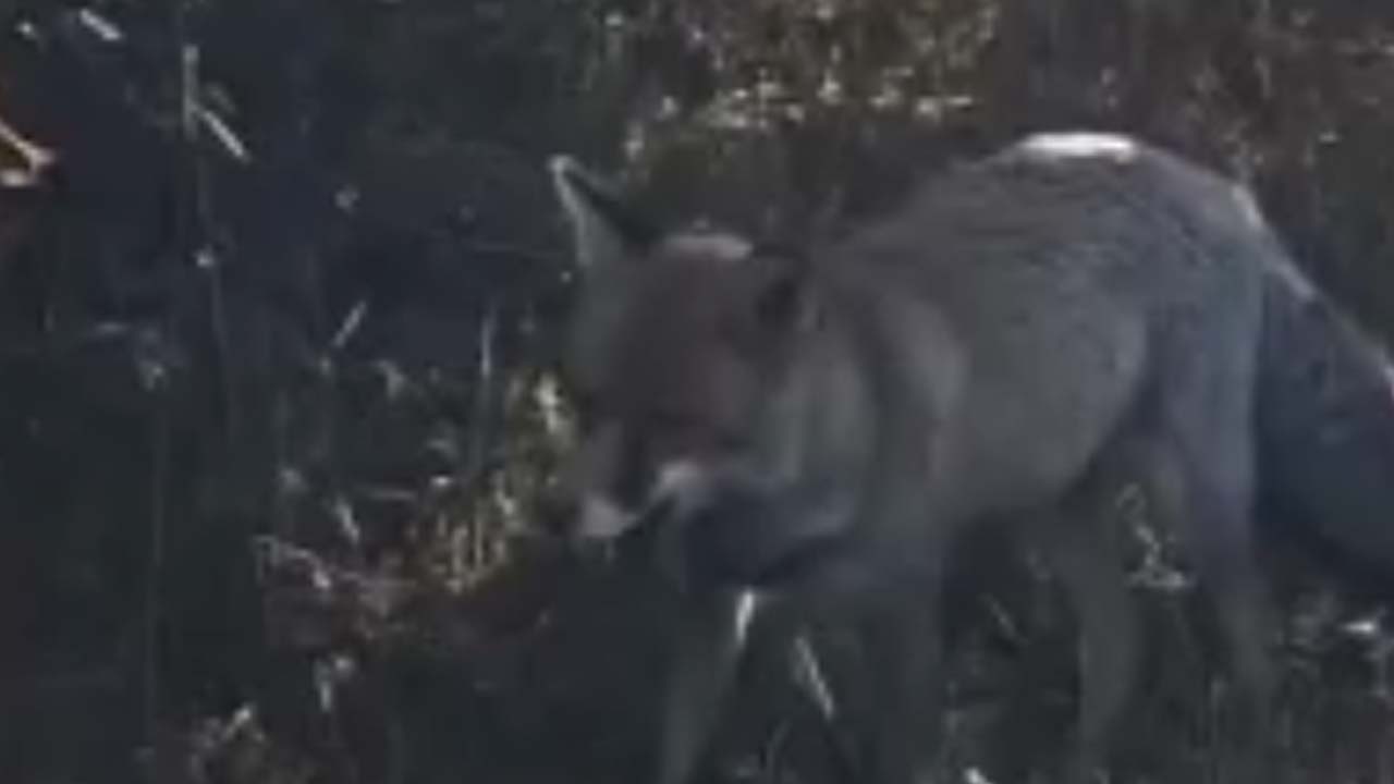 Bolu'da Sıra Dışı Karşılaşm