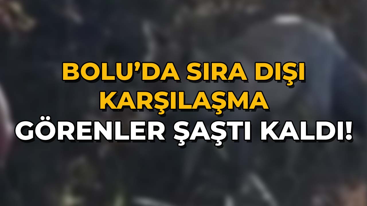 Bolu'da Sıra Dışı Karşılaşma Görenler Şaştı Kaldı