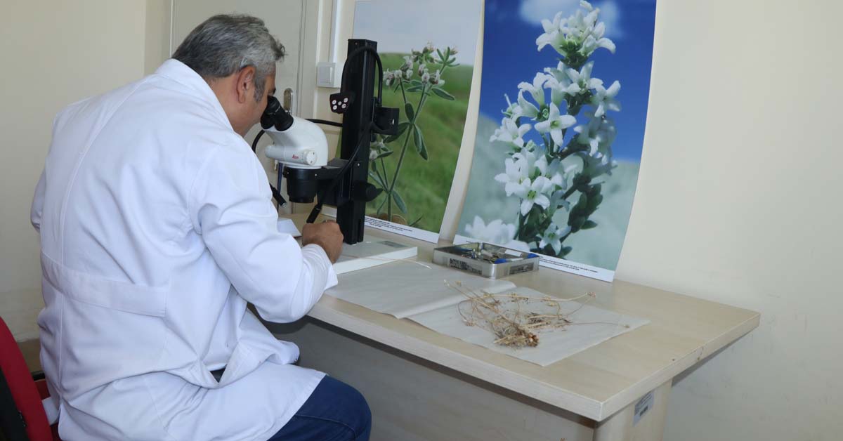 Bolu'dan Bilimsel Destekle Yeni Soğan Türü Keşfedildi