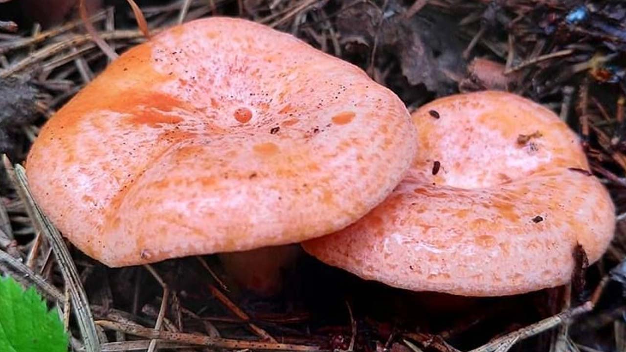 Kanlıca Mantarı