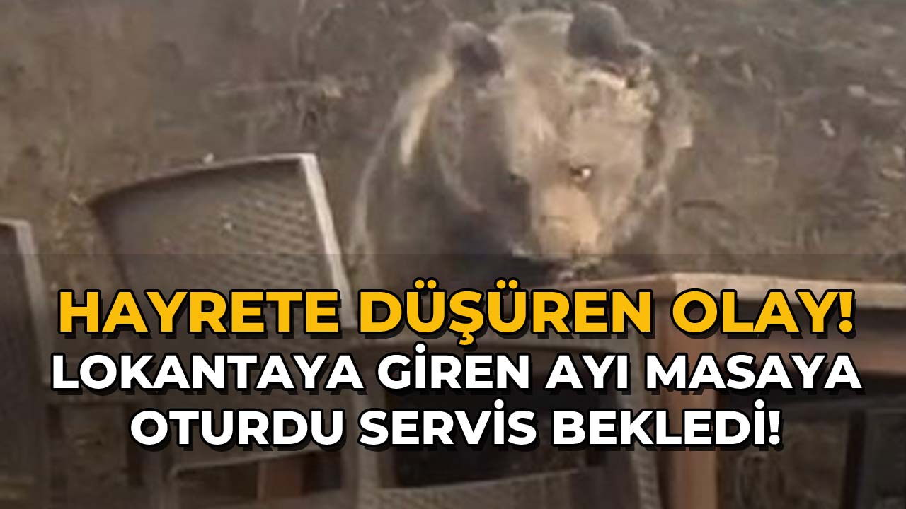 Lokantaya Giren Ayı Masaya Oturdu, Servis Bekledi!