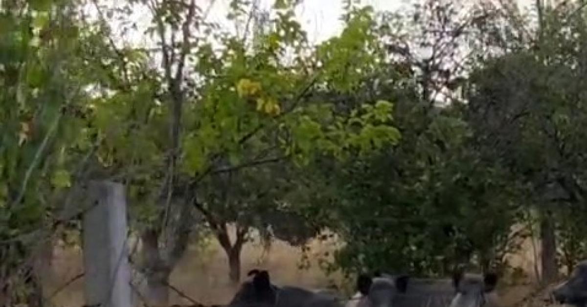 ankara elmadagda domuz surusu tarlaya daldi ibZ6gYW9.jpg
