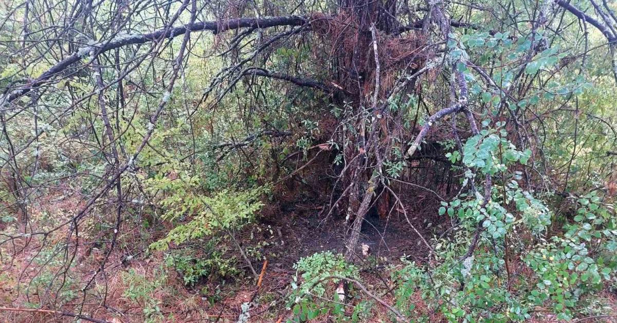 bartinda 1 saatte agaca yildirim dustu nqN23WAL.jpg