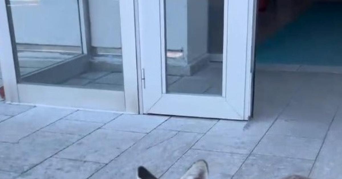 bilecikte surpriz ziyaretci milli egitim mudurlugune tilki girdi SH3DcpFp.jpg