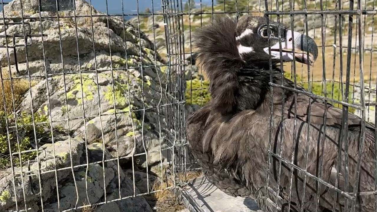 bolu’da Görenler Şaşırdı! Ormanda Bulundu 3