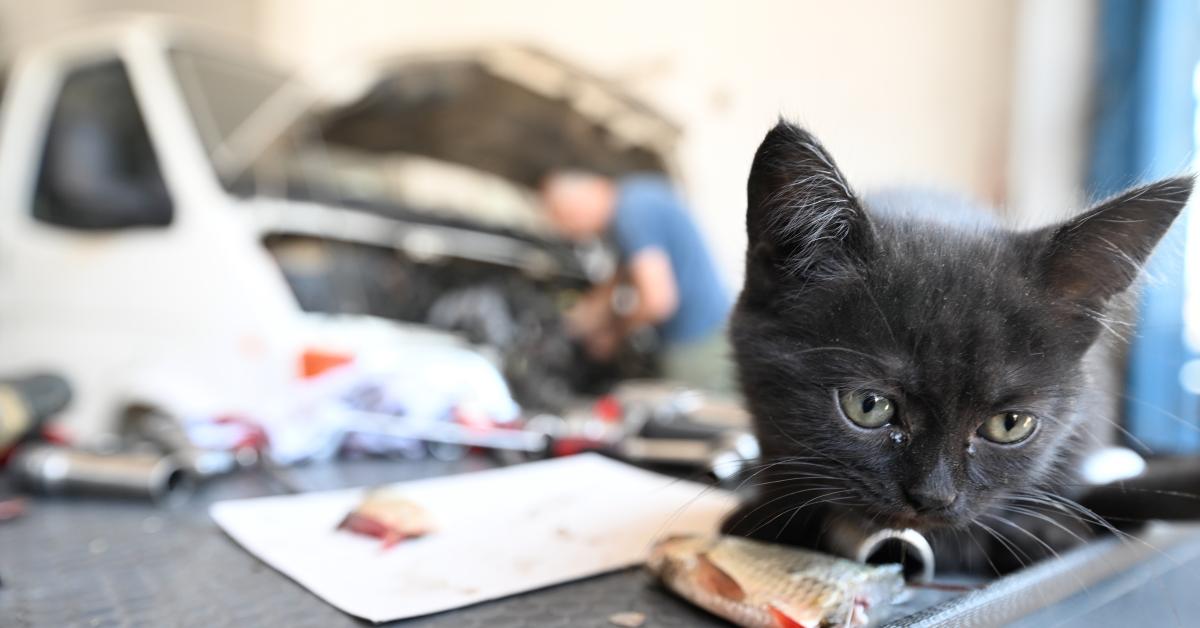 duzcede tamirhanenin sevimli maskotu bir kedi yavrusunun hikayesi cScEcOja.jpg