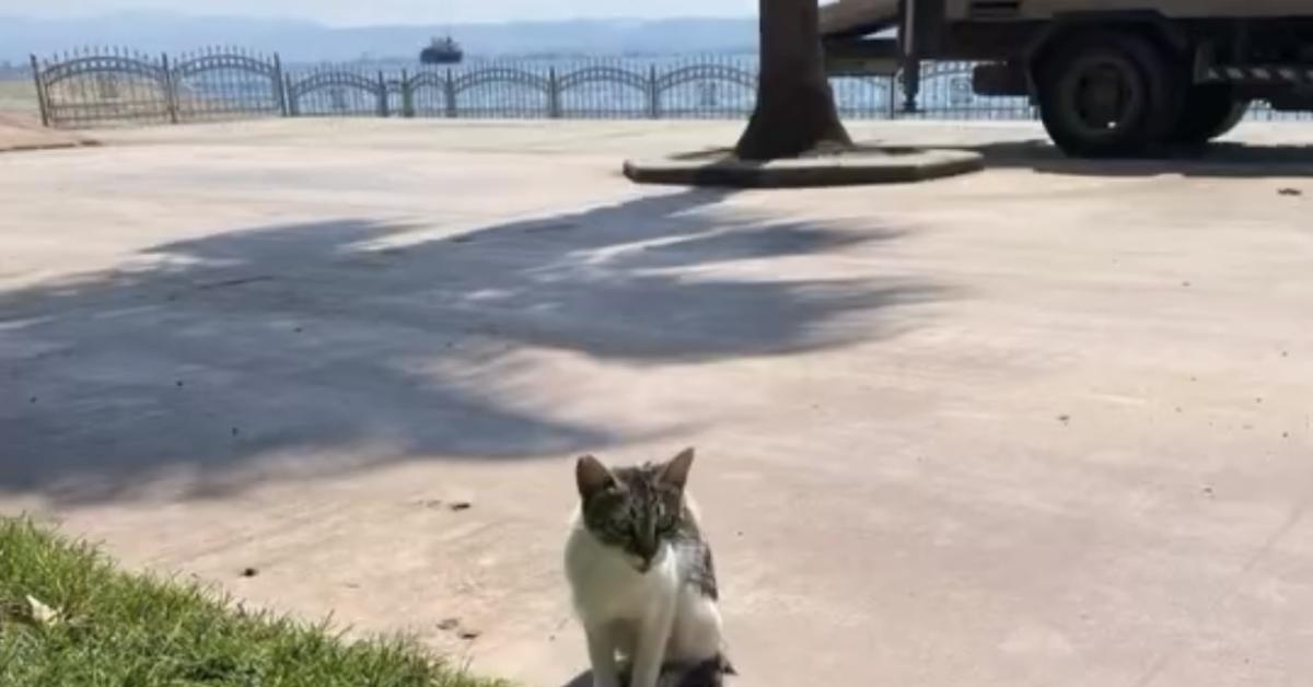 gebze sahilinde denize dusen kedi kurtarildi bfSbrgmQ.jpg