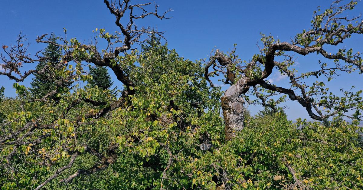 kastamonuda 500 yillik turk findigi agaclari meyve vermeye devam ediyor mzK9Y9X8.jpg