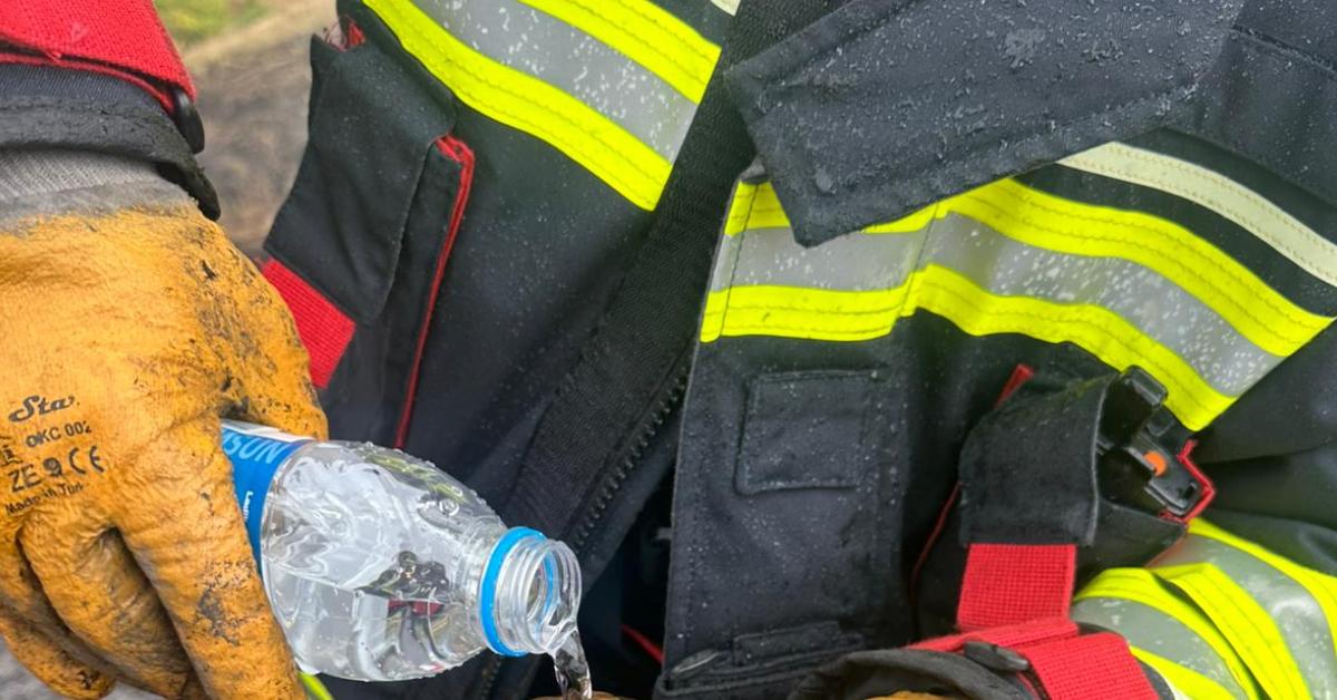 samsun bafradaki yanginda kaplumbaga yavrusu kurtarildi nY26H17W.jpg