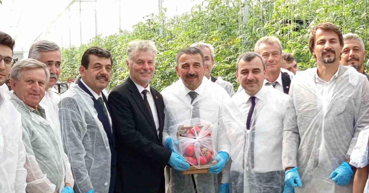 zonguldak caycumada ilk domates hasadi heyecani Q65b3V55.jpg