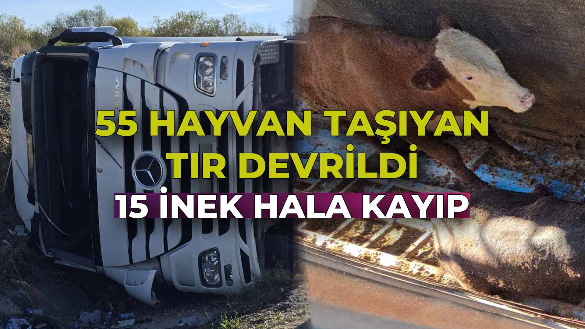 55 Hayvanı Taşıyan Tır Devrildi