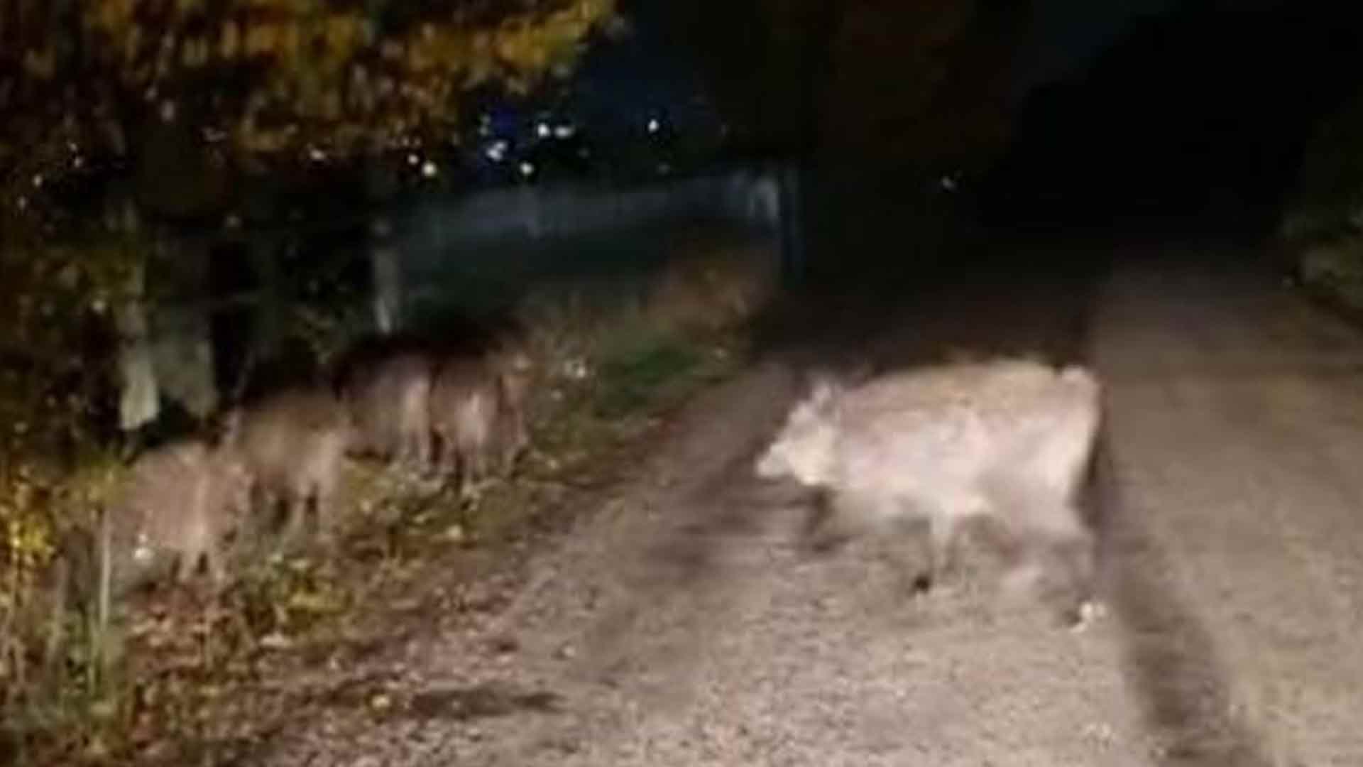 Aç Kalan Domuz Sürüsü Kara Yol2una İndi