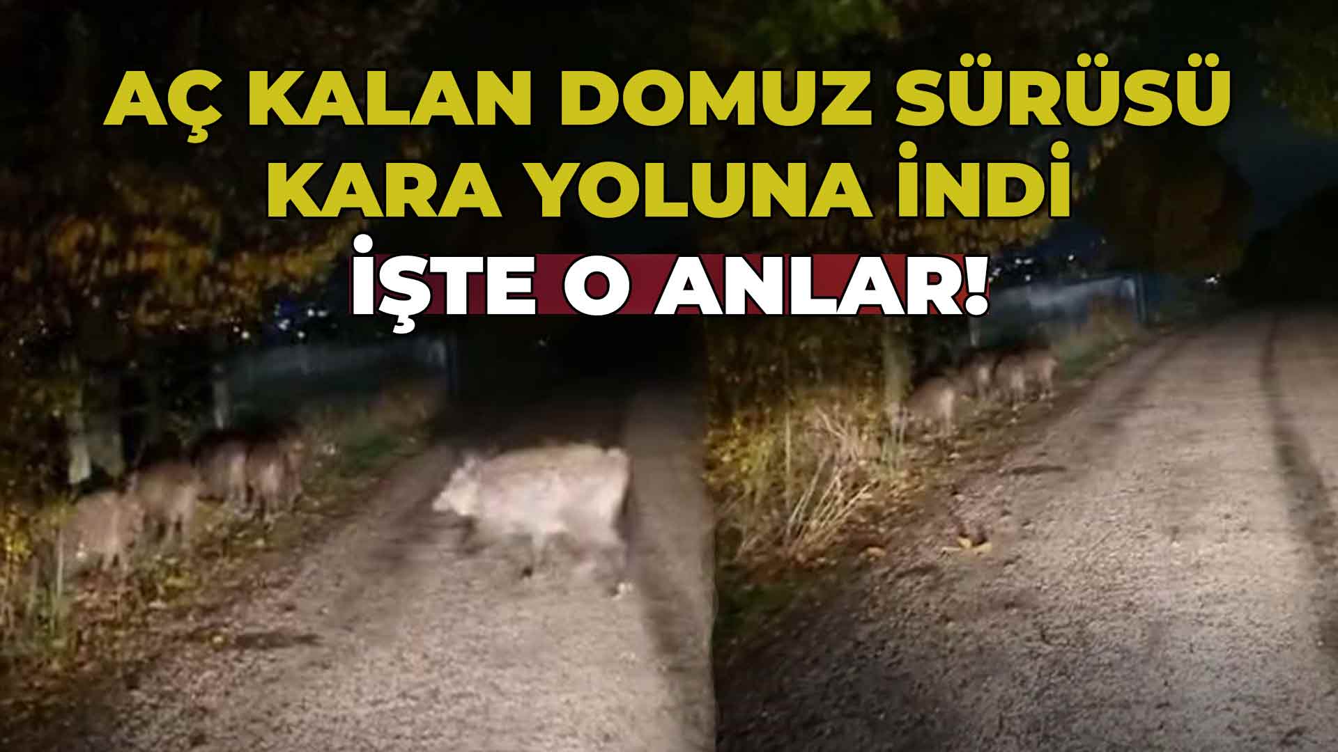 Aç Kalan Domuz Sürüsü Kara Yoluna İndi